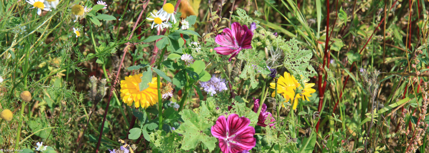 Blumenwiese