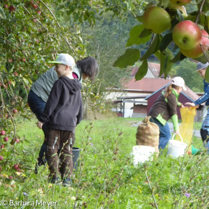 Äpfel sammeln